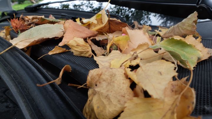 Bladeren verzamelen zich onder de motorkap voor de luchtkanalen, waardoor de ventilatie niet meer goed werkt. Afbeelding: Georg Blenk, Krafthand Medien