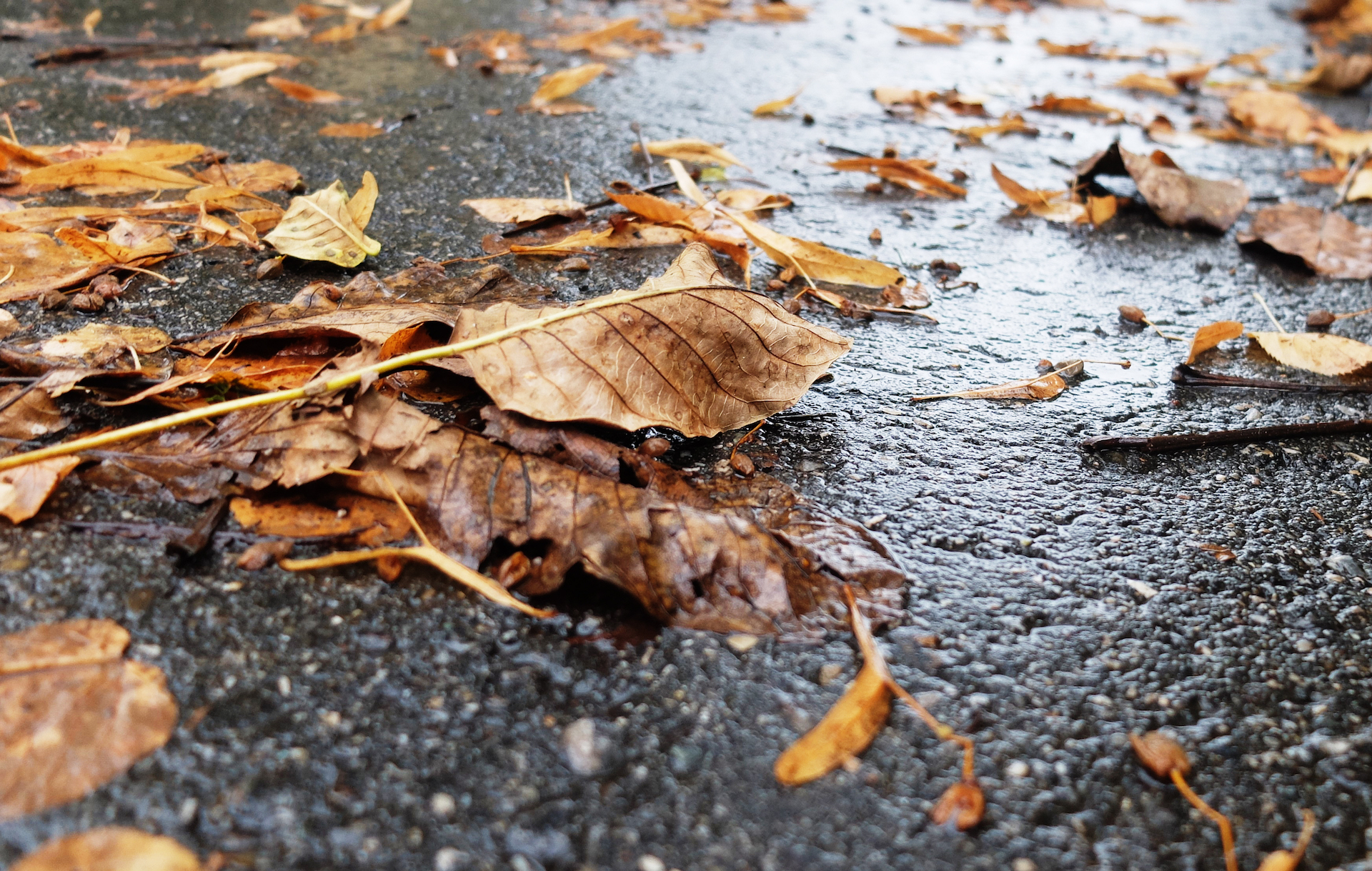 Wanneer de straten vuil en bedekt zijn met bladeren, is voorzichtigheid geboden! Afbeelding: Georg Blenk, Krafthand Medien